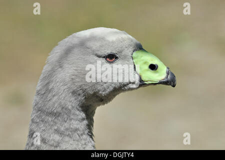 Cape kargen Gans (Cereopsis Novaehollandiae), Porträt, Willowbank Wildlife Reserve, Christchurch, Südinsel, Neuseeland Stockfoto