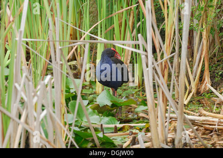 Lila Swamphen oder lila Blässhuhn (Porphyrio Porphyrio) im Schilf, Hamilton Lake, Hamilton, Nordinsel, Neuseeland Stockfoto