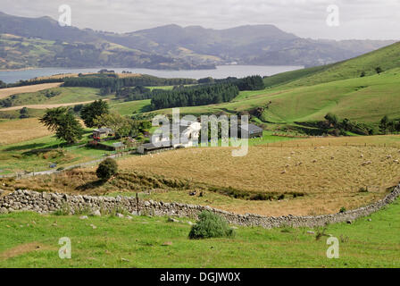 Schafe Bauernhof, Otago Peninsula, Castlewood Road, Dunedin, Südinsel, Neuseeland Stockfoto