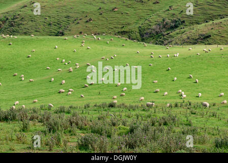 Schafe weiden, Otago Peninsula, Castlewood Road, Dunedin, Südinsel, Neuseeland Stockfoto