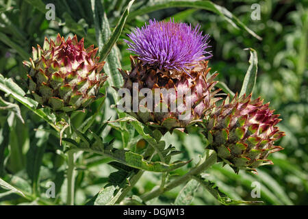 Wilde Artischocke oder Karde (Cynara Cardunculus), Christchurch, Südinsel, Neuseeland Stockfoto