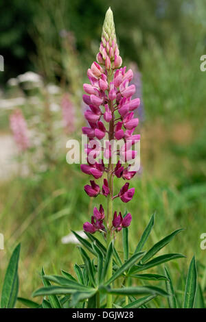 Rosa Lupine (Lupinus) an Arrow River, Arrowtown, Südinsel, Neuseeland Stockfoto