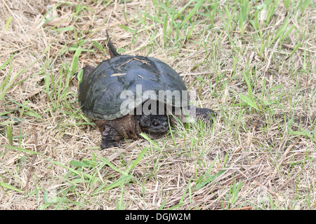 In den Trockenrasen in der Nähe ein sumpfiges Gebiet gefunden. Die gemeinsame Schnappschildkröte ist die größte Süßwasser Schildkröte in Kanada gefunden. Stockfoto