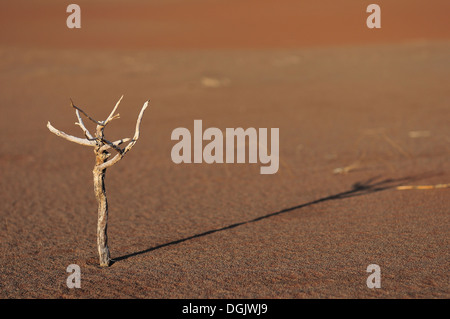 Einen kleinen Zweig im Sossusvlei in der Wüste Namib Stockfoto