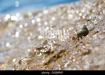 Zu Fuß hinunter zum Meer, Ibiza, Spanien - Foto von Nano Calvo Einsiedlerkrebs Stockfoto