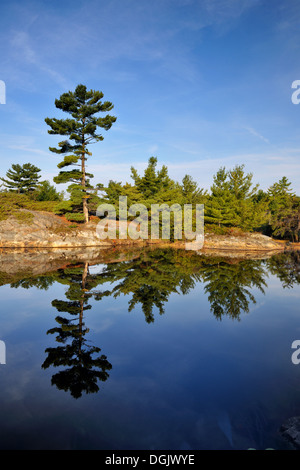 Weymouthskiefer Reflexionen in einem kleinen borealen Teich Whitefish Falls Ontario Kanada Stockfoto