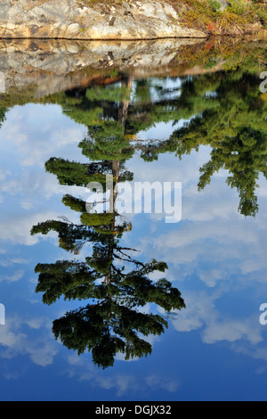 Weymouthskiefer Reflexionen in einem kleinen borealen Teich Whitefish Falls Ontario Kanada Stockfoto