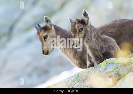 Alpine Ibex (Capra Ibex) Babys im Mont Blanc - Frankreich, Stockfoto