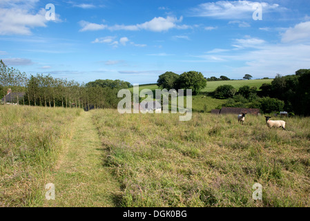 Schneidpfad durch eine Devon Wiese mit langen Rasen in Blüte mit Suffolk Schafe weiden auf einem feinen Sommertag Stockfoto