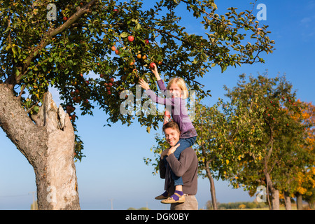 Vater und Tochter pflücken Äpfel aus einem bunten Apfelbaum im Herbst vor blauem Himmel Stockfoto