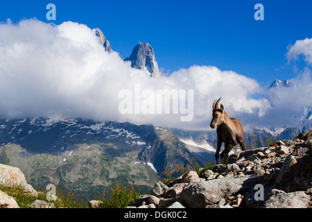 Alpine Ibex (Capra Ibex) Familie und Frau im Mont Blanc - Frankreich Stockfoto