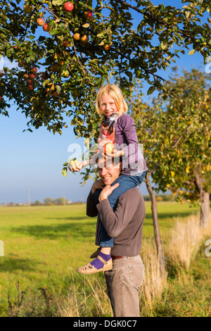 Vater und Tochter pflücken Äpfel aus einem bunten Apfelbaum im Herbst vor blauem Himmel Stockfoto