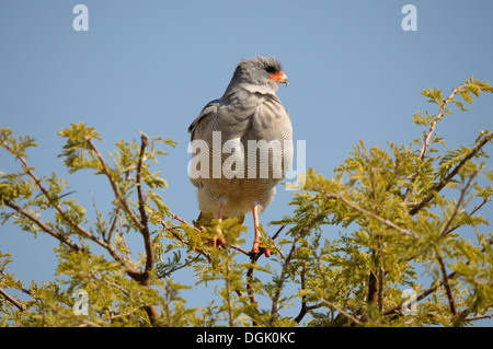 Südlichen blass Chanting Goshawk, Melierax Canorus, Etosha Nationalpark, Namibia Stockfoto