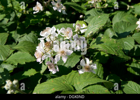 Blumen von Blackberry oder Brombeere, Rubus fruticosus Stockfoto