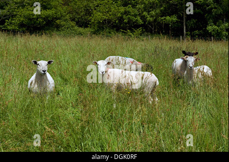 Eine gemischte Herde von Ewe Schafe auf einer Wiese lange Gras an einem feinen Sommertag in Devon Stockfoto