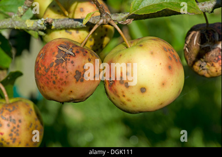 Goldene Äpfel von Apfelschorf Venturia Inaequalis schwer betroffen Stockfoto