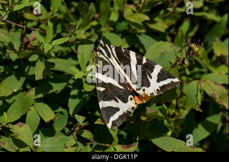 Ein Jersey Tiger Moth, Euplagia Quadripunctaria auf einem Spirea Busch Stockfoto