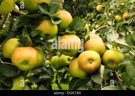 Apple "Bramley Sämling', Sy"Bramley", Malus Domestica Äpfel verschiedene Sorten wachsen auf Baum Stockfoto