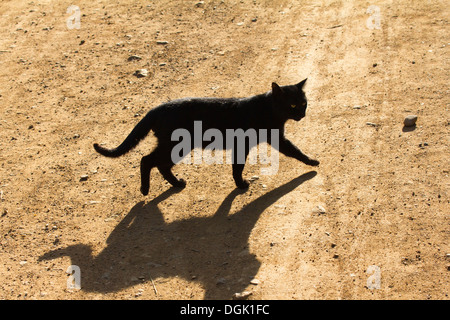 Eine schwarze Katze kreuzt meinen Weg in einem kleinen Dorf in der Nähe von Lake Inle in Myanmar. Stockfoto