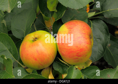 Apple "Bramley Sämling', Sy"Bramley", Malus Domestica Äpfel verschiedene Sorten wachsen auf Baum Stockfoto