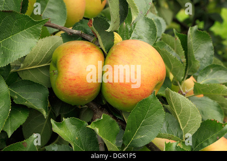 Apple "Bramley Sämling', Sy"Bramley", Malus Domestica Äpfel verschiedene Sorten wachsen auf Baum Stockfoto