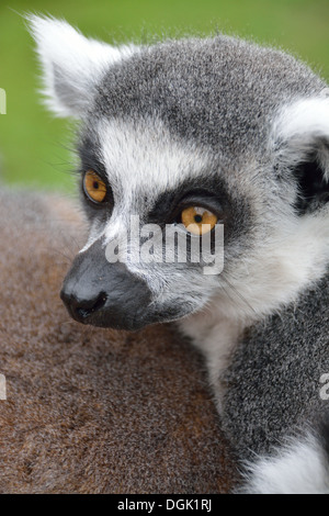 Nahaufnahme des Ring-tailed Lemuren (Lemur Catta).  Die ZSL Whipsnade Zoo, UK. Stockfoto