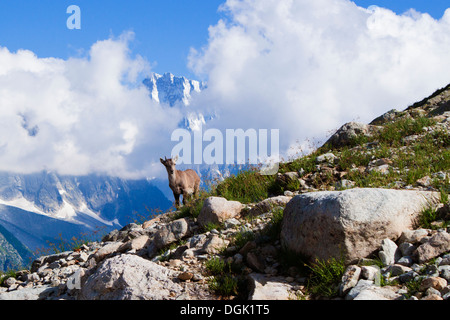 Baby-Steinbock (Capra Ibex) in Mont-Blanc - Frankreich Stockfoto