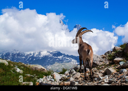 Alpine Ibex männlich (Capra Ibex) in Mont Blanc Frankreich. Stockfoto