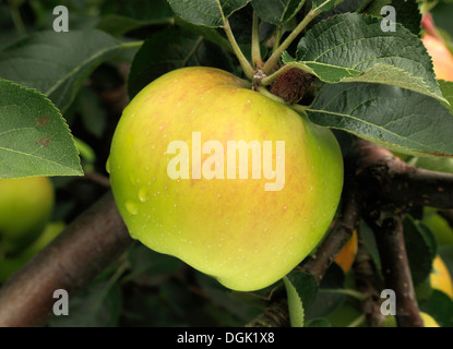 Apple "Bramley Sämling', Sy"Bramley", Malus Domestica Äpfel verschiedene Sorten wachsen auf Baum Stockfoto