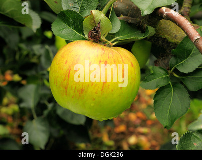 Apple "Bramley Sämling', Sy"Bramley", Malus Domestica Äpfel verschiedene Sorten wachsen auf Baum Stockfoto