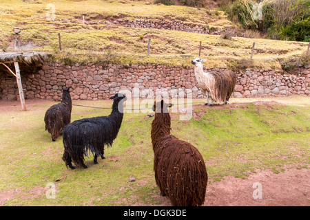 Bauernhof Lama, Alpaka, Vikunja in Peru, Südamerika. Anden-Tier. Lama ist südamerikanischen Kameliden Stockfoto