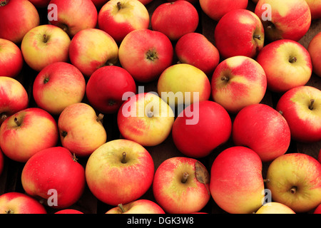 Apfel 'Entdeckung', Malus Domestica, anzeigen Äpfel verschiedene Sorten im Hofladen Stockfoto