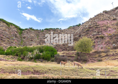 Bauernhof Lama, Alpaka, Vikunja in Peru, Südamerika. Anden-Tier. Lama ist südamerikanischen Kameliden Stockfoto