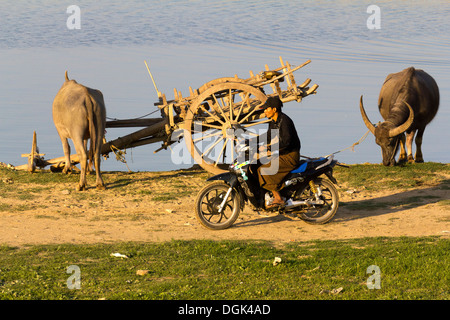 Altes und neues mit Bullock Wagen und Motor Bike am Ufer des Taungthaman-See in Myanmar. Stockfoto
