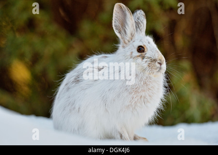 Schneeschuh unterschiedlichen Hase (Lepus americanus) späten Winter Fell, Greater Sudbury, Ontario, Kanada Stockfoto