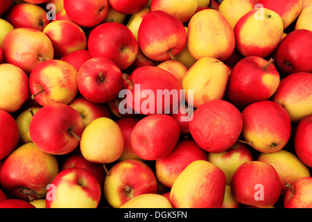 Apple "Katy", "Katja", Malus Domestica Sy, anzeigen Äpfel verschiedene Sorten im Hofladen Stockfoto