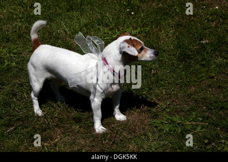 Jack-Russell-Terrier ist sehr lebhaft, eigensinnig und intelligenten Hund, Prag Tschechische Republik Stockfoto