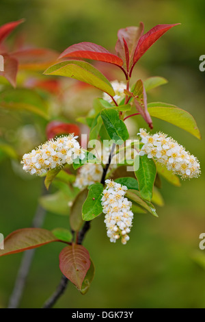 Chokecherry (Prunus Virginiana) Blütenstände grössere Sudbury, Ontario, Kanada Stockfoto