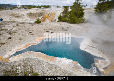 Blue Star Frühjahr in das obere Becken des Yellowstone-Nationalparks. Stockfoto