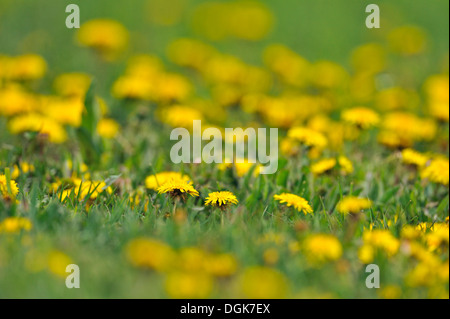 Löwenzahn (Taraxacum officinale) rasen Befall grössere Sudbury, Ontario, Kanada Stockfoto