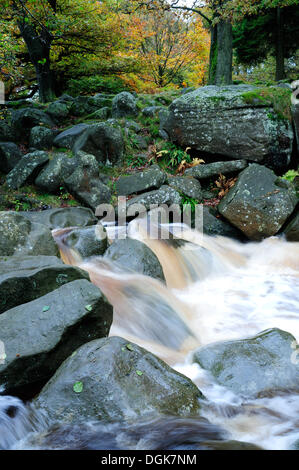 Grindleford,Derbyshire,UK.22ND Oktober 2013.Burbage Strom fließt und über fließt durch den letzten Starkregen. Burbage fließt durch Padley Schlucht ist auf die volle Herbst Farben. Das Waldgebiet ist Teil des Anwesens Longshaw. Bildnachweis: Ian Francis/Alamy Live-Nachrichten Stockfoto