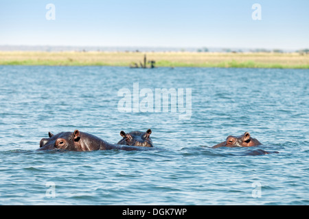 Flusspferde (Hippopotamus Amphibius) Schwimmen im Chobe Fluss, Chobe Nationalpark, Botswana, Afrika Stockfoto