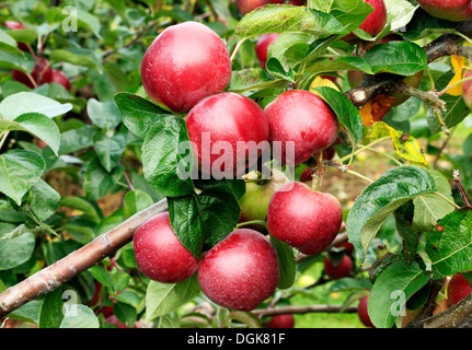 Apple "Spartan" Malus Domestica Äpfel verschiedene Sorten wachsen auf Baum Stockfoto