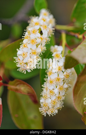 Chokecherry (Prunus Virginiana) Blütenstände grössere Sudbury, Ontario, Kanada Stockfoto