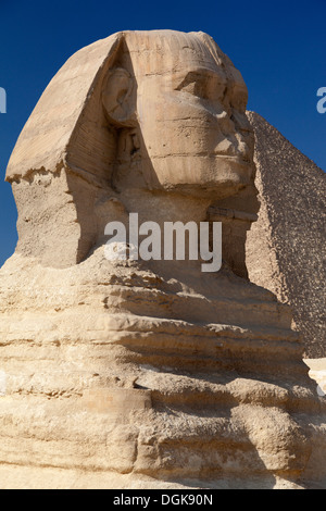 Ein Blick auf die große Sphinx in Gizeh. Stockfoto