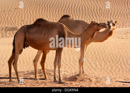 Kamele in der Wüste von Dubai. Stockfoto