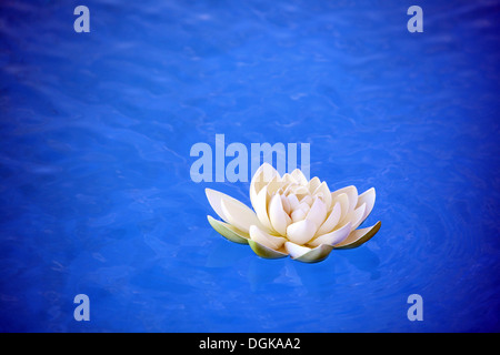 Eine künstliche Seerose auf dem blauen Wasser schwimmt Stockfoto