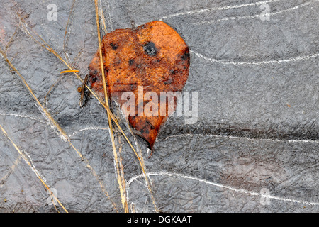 Eis-Muster und eingeschlossenen Blätter und Gräser in einem Straßengraben, Greater Sudbury, Ontario, Kanada Stockfoto