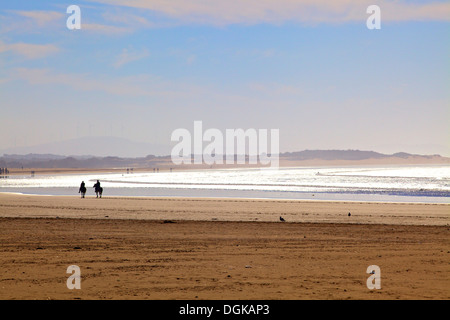 Pferde auf dem Strand, Essaouira, Marokko, Nordafrika Stockfoto