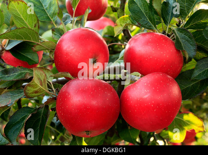 Apfel 'Entdeckung' Malus Domestica, rote Äpfel, benannt verschiedene Sorten wachsen auf Baum Stockfoto